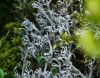 Echte Rentierflechte (Cladonia rangiferina)
