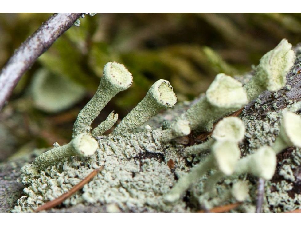 Trompeten-Becherflechte (Cladonia fimbriata)