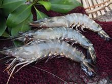 Shrimps aus restaurativer Aquakultur